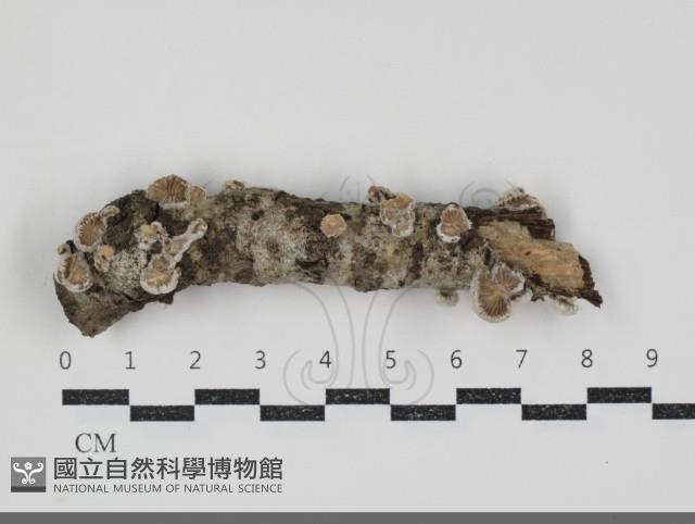 裂褶菌藏品圖，第3張