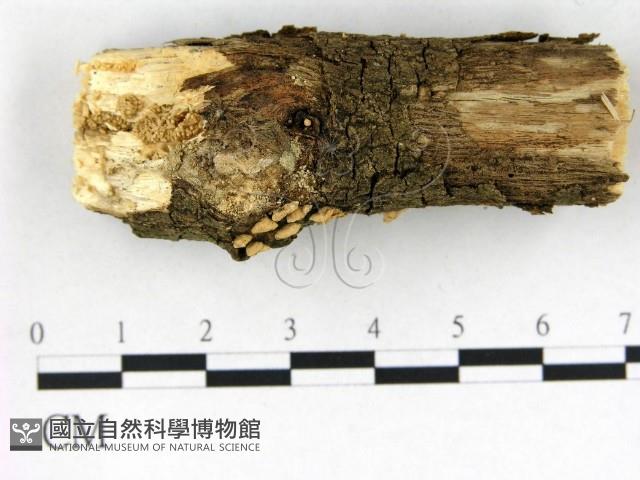 登錄號:F0022576藏品圖，第3張