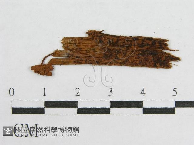 盔孢傘屬藏品圖，第3張