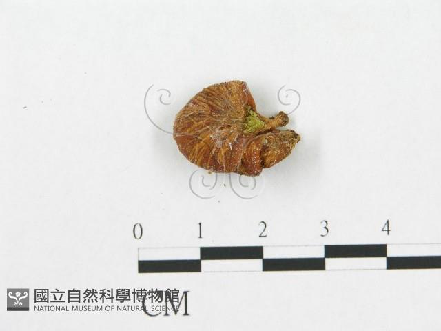 登錄號:F0005576藏品圖，第3張
