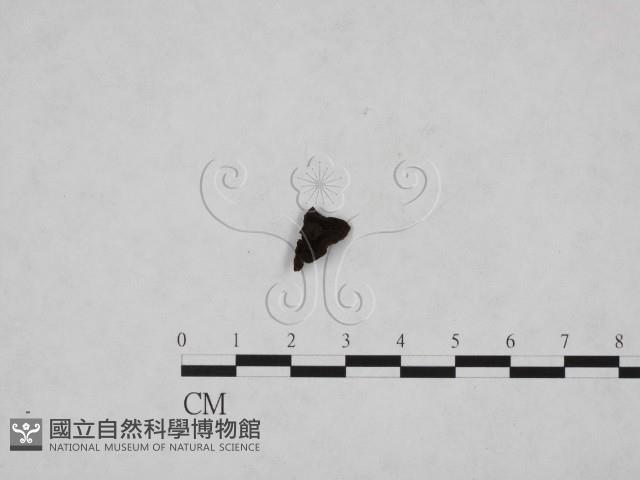 登錄號:F0019576藏品圖，第3張
