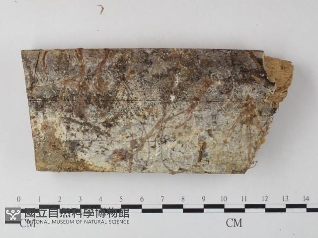 登錄號:F0023576藏品圖，第3張