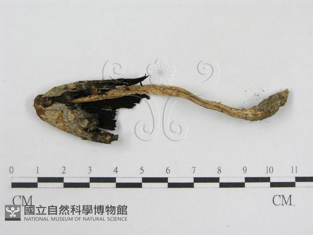 登錄號:F0003576藏品圖，第3張