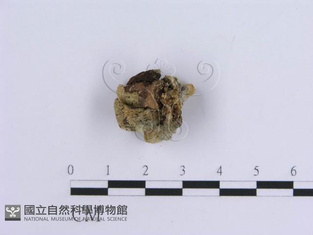 登錄號:F0013576藏品圖，第3張