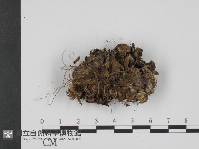 登錄號:F0008176藏品圖，第3張