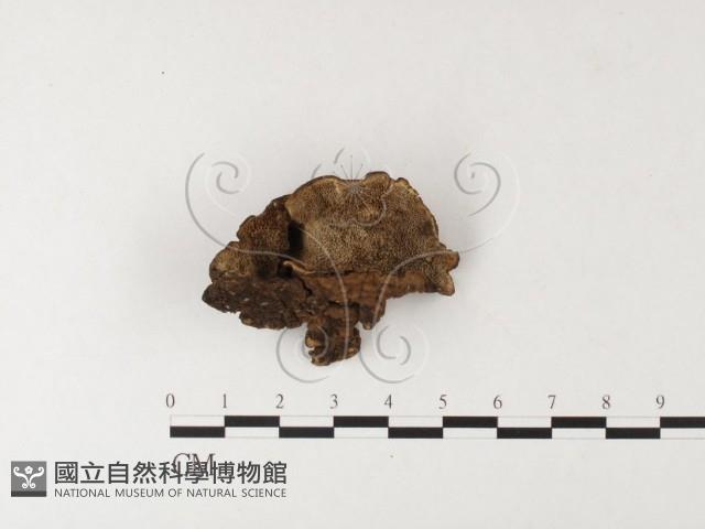 登錄號:F0026176藏品圖，第1張