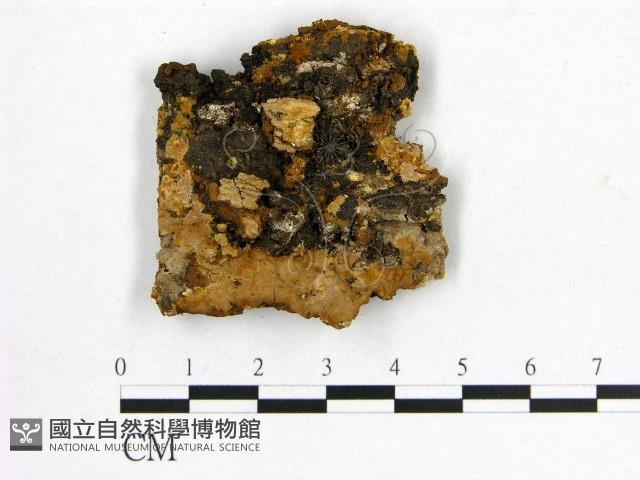 登錄號:F0006176藏品圖，第3張