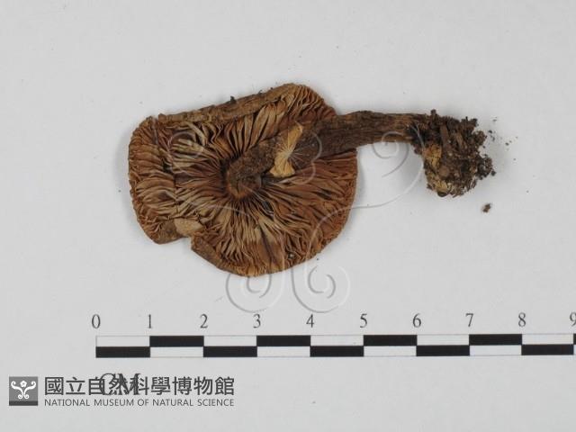 登錄號:F0001176藏品圖，第3張