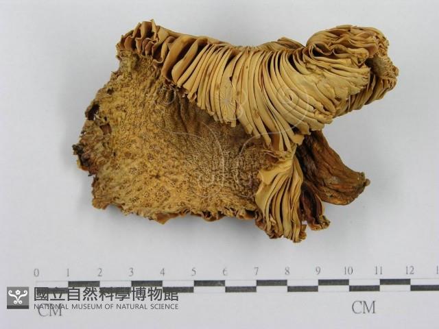 紅菇屬藏品圖，第3張