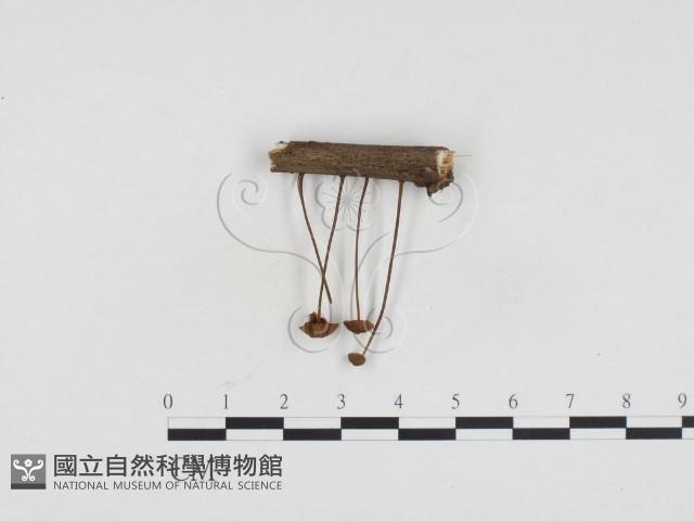 登錄號:F0024176藏品圖，第3張