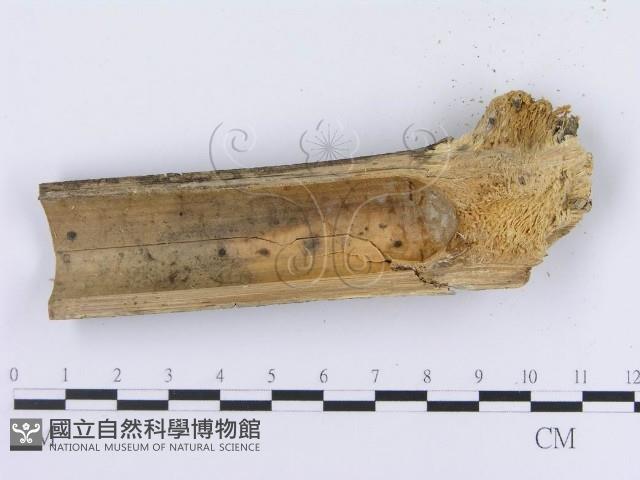 登錄號:F0004176藏品圖，第3張