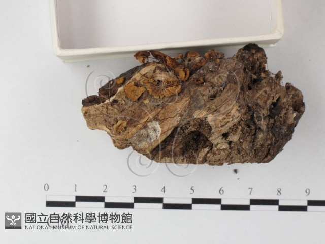 小菇屬藏品圖，第3張