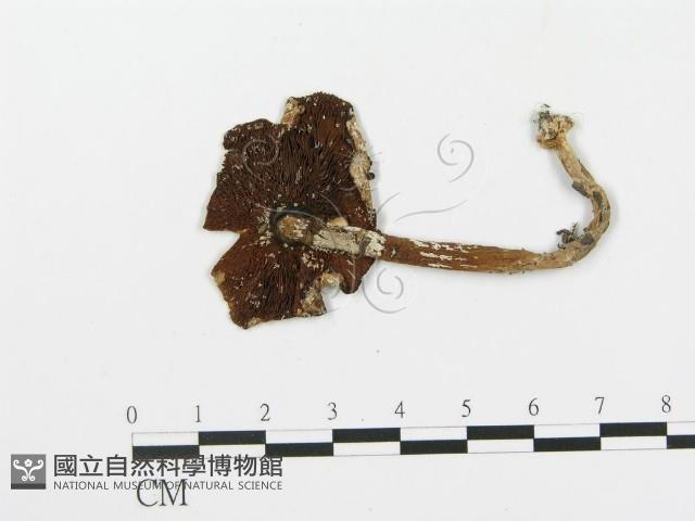 登錄號:F0002176藏品圖，第3張