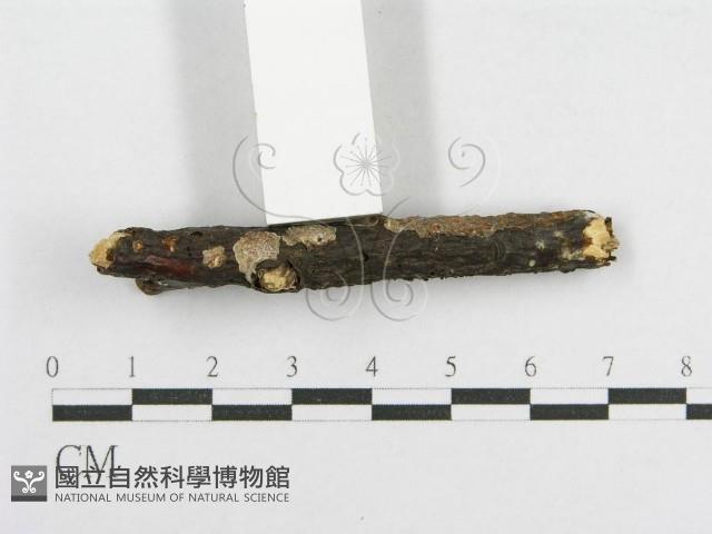 登錄號:F0012176藏品圖，第3張