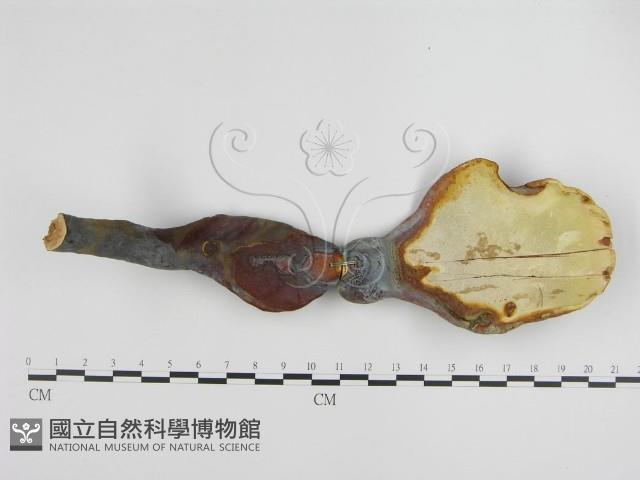 登錄號:F0007176藏品圖，第1張