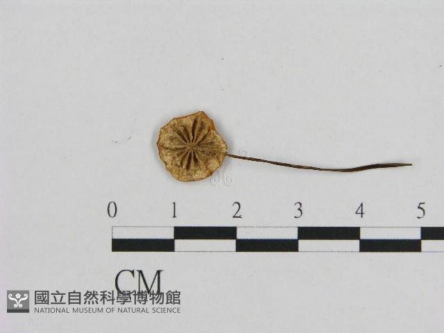 小皮傘屬藏品圖，第3張