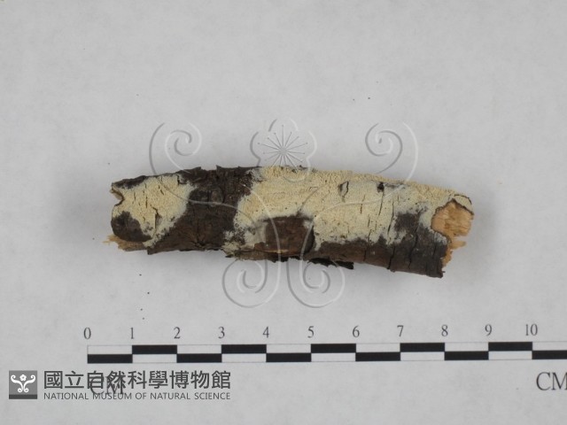 登錄號:F0025176藏品圖，第3張
