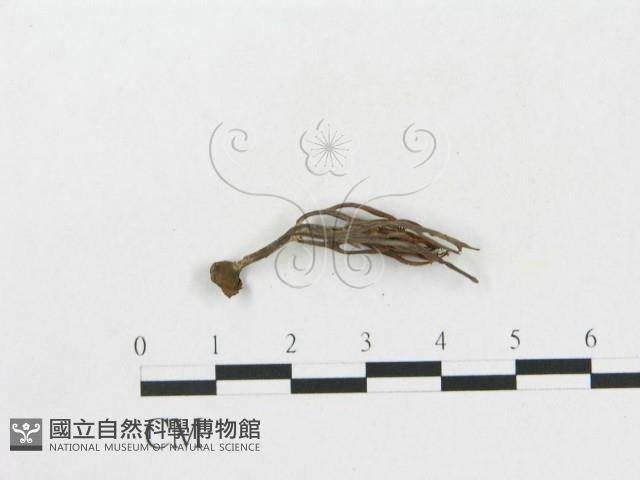 登錄號:F0005176藏品圖，第3張