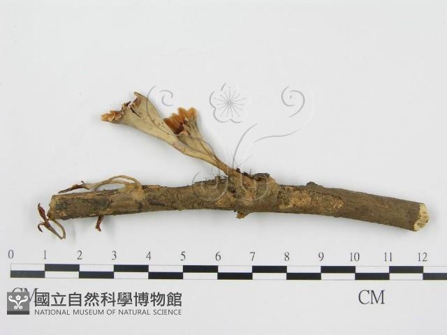 登錄號:F0015176藏品圖，第3張