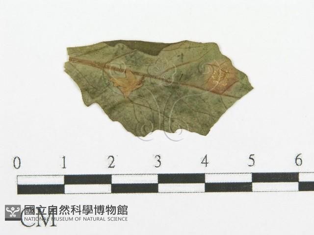 登錄號:F0019176藏品圖，第1張