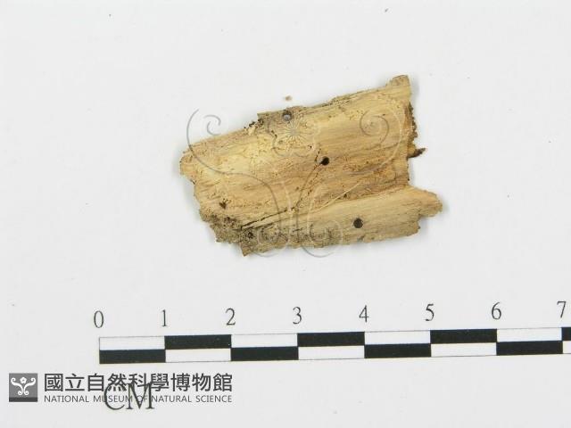 登錄號:F0003176藏品圖，第3張