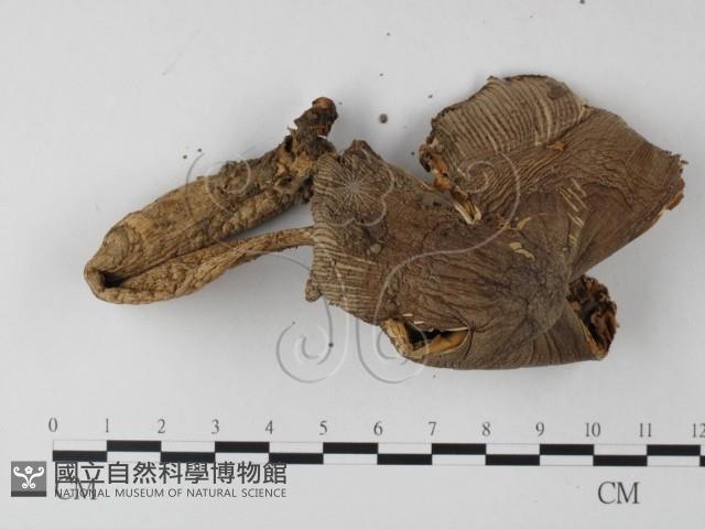 登錄號:F0013176藏品圖，第3張