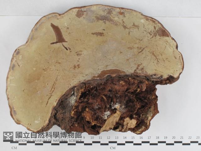 登錄號:F0033176藏品圖，第3張