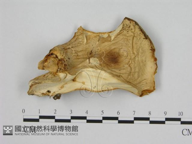 登錄號:F0008076藏品圖，第3張