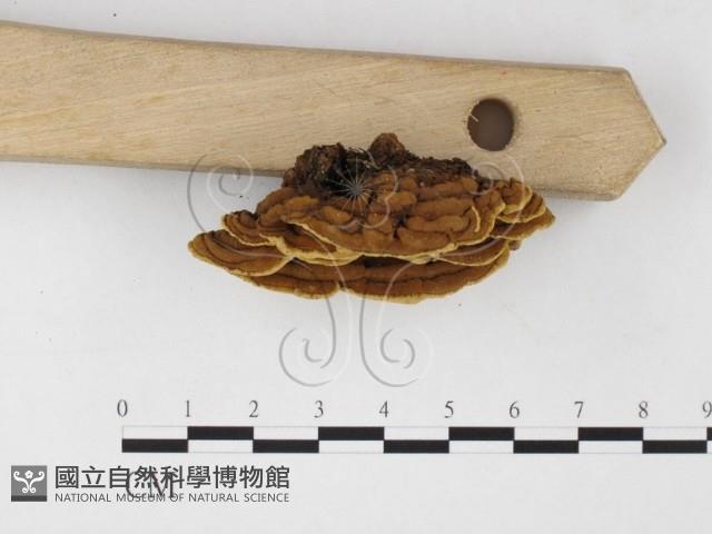 登錄號:F0026076藏品圖，第3張