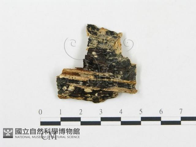 薄孔菌屬藏品圖，第3張