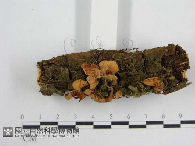 微皮傘屬藏品圖，第3張