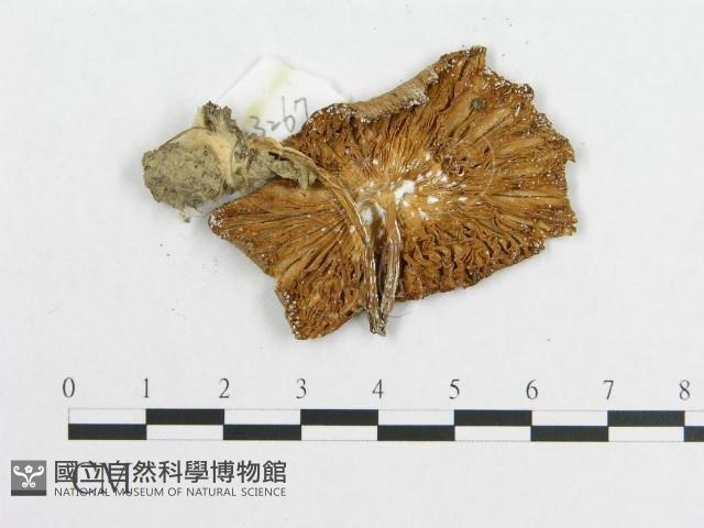 登錄號:F0011076藏品圖，第3張