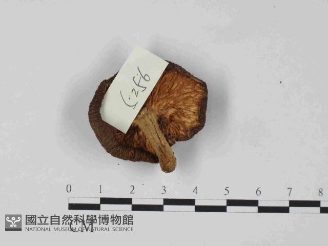 登錄號:F0024076藏品圖，第3張