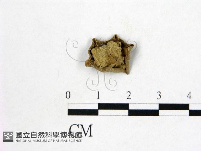 登錄號:F0004076藏品圖，第3張