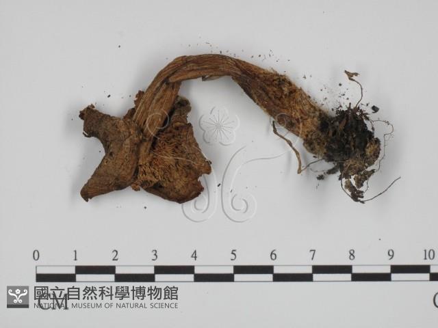 登錄號:F0002076藏品圖，第3張