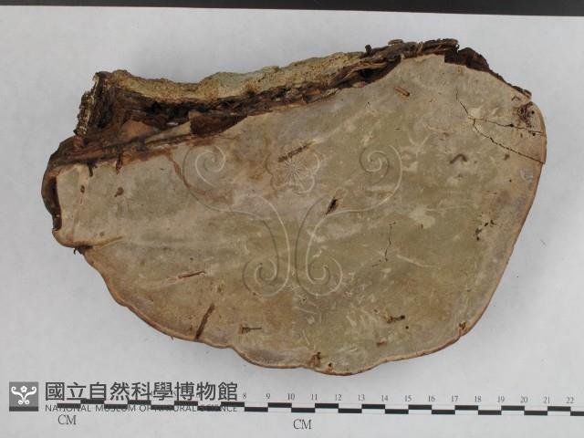 靈芝屬藏品圖，第3張