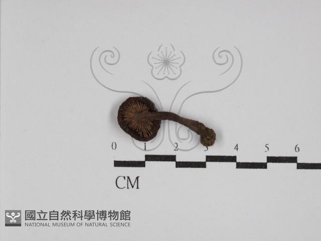 登錄號:F0023076藏品圖，第3張