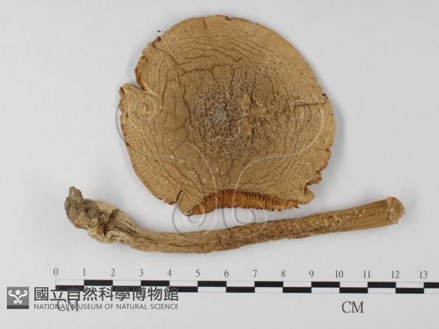 登錄號:F0013076藏品圖，第1張