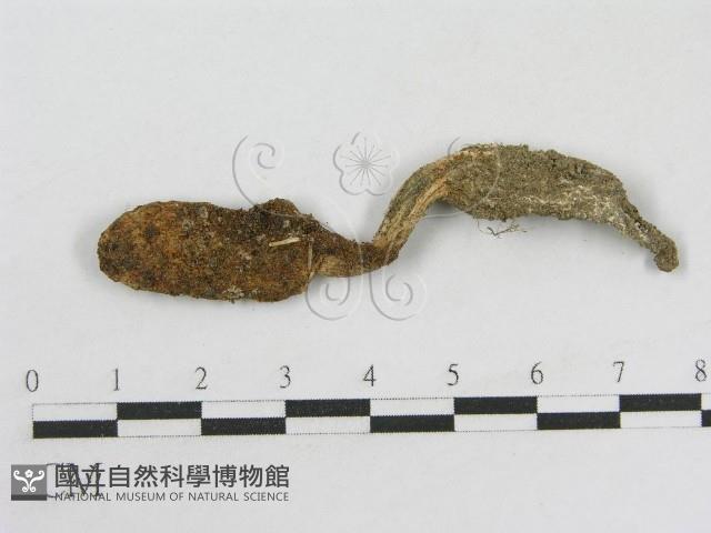 登錄號:F0008376藏品圖，第3張