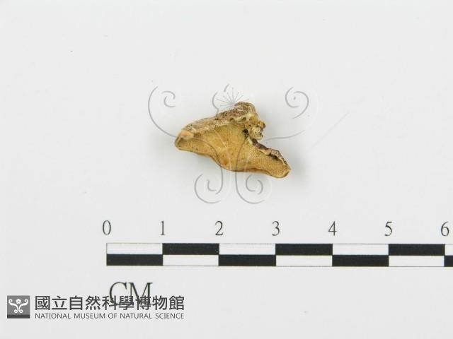 登錄號:F0006376藏品圖，第3張