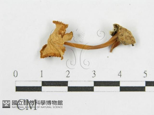 登錄號:F0016376藏品圖，第3張