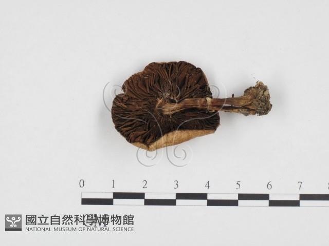 登錄號:F0024376藏品圖，第3張