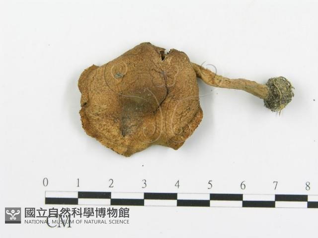 傘菌屬藏品圖，第3張