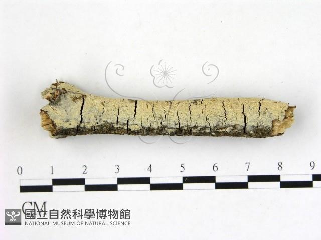 登錄號:F0022376藏品圖，第3張