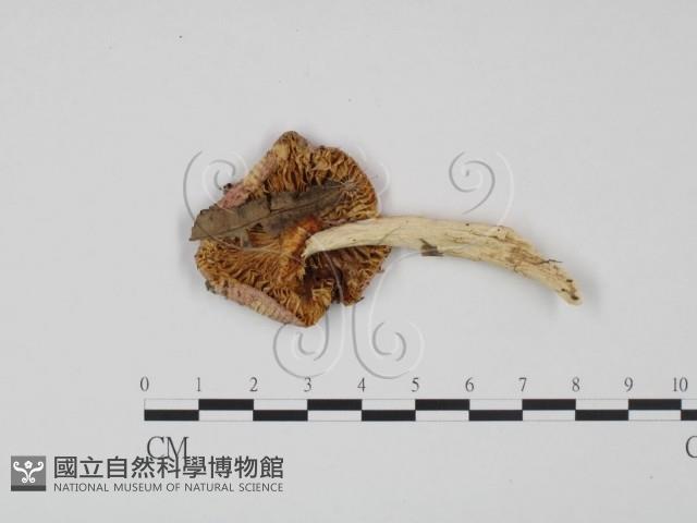 登錄號:F0012376藏品圖，第3張