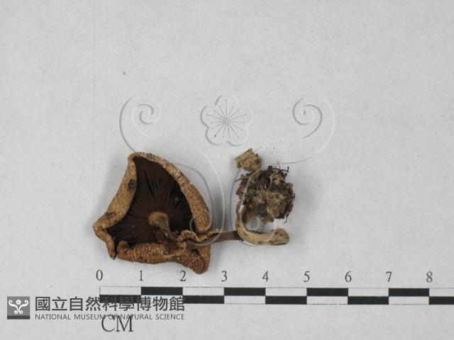 登錄號:F0027376藏品圖，第3張