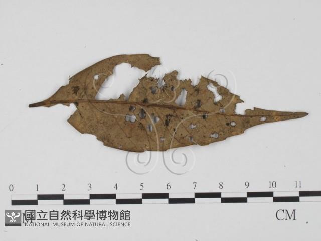 登錄號:F0007376藏品圖，第3張