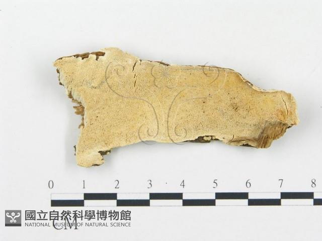 登錄號:F0017376藏品圖，第1張
