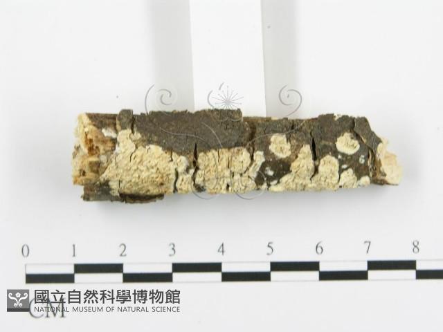登錄號:F0015376藏品圖，第3張