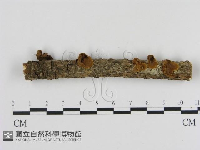 刺革菌屬藏品圖，第3張